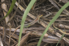 Leiocephalus personatus