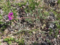 Oxytropis scammaniana