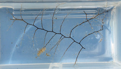 Eudendrium californicum