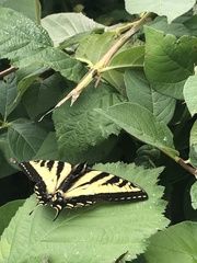 Papilio rutulus