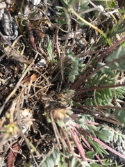 Oxytropis scammaniana