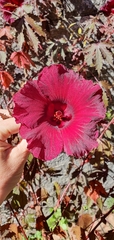 Hibiscus acetosella
