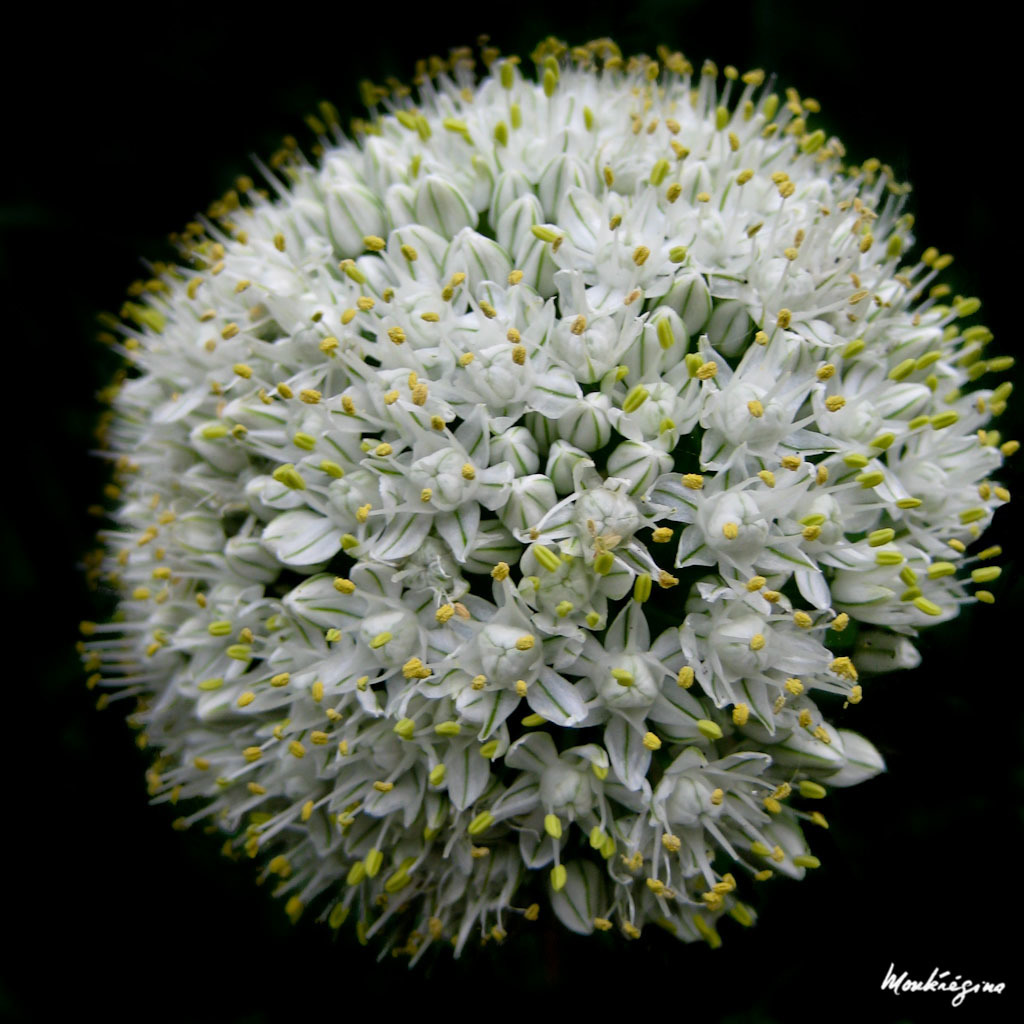Common Onion (Allium cepa)  iNaturalist