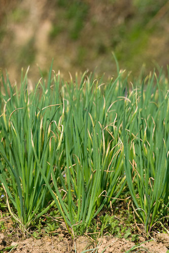 Common Onion