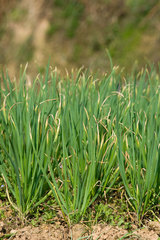 Common Onion