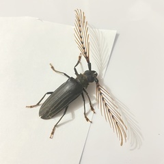 Sarifer flavirameus