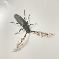 Sarifer flavirameus