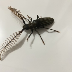 Sarifer flavirameus
