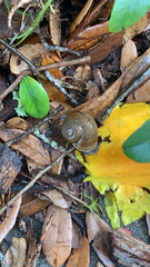 Zachrysia provisoria