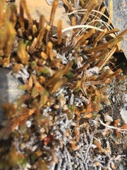 Selaginella sibirica