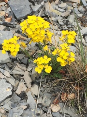 Erysimum angustatum