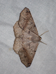 Prochoerodes forficaria