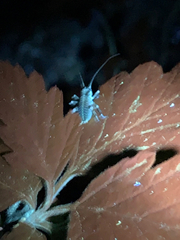 Cyphoderris