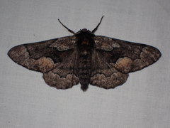 Phaeoura mexicanaria