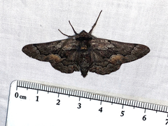 Phaeoura mexicanaria