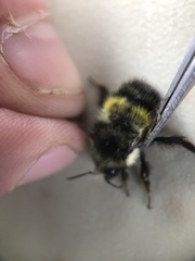 Bombus sitkensis