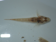 Pomatoschistus microps