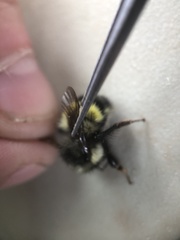 Bombus sitkensis