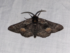 Phaeoura mexicanaria
