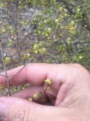 Erythroxylum australe
