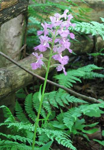 Greater purple fringed orchid (Platanthera grandiflora)