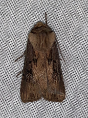 Agrotis antica