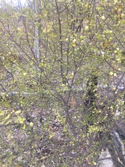 Erythroxylum australe