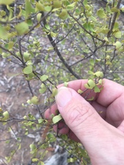 Erythroxylum australe