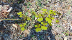 Trichocentrum biorbiculare