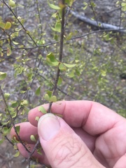 Erythroxylum australe