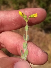 Hypericum tomentosum