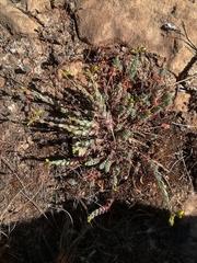 Hypericum tomentosum