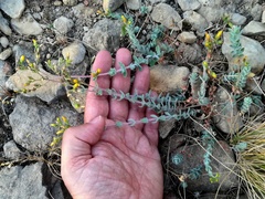 Hypericum tomentosum