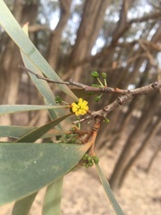 Acacia harpophylla