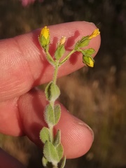 Hypericum tomentosum