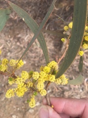 Acacia harpophylla