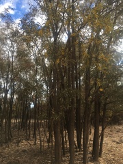 Acacia harpophylla