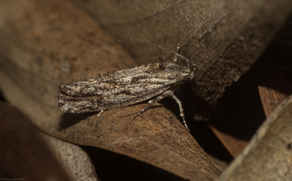 Procometis