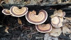 Microporellus