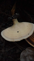 Microporellus