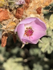 Malacothamnus densiflorus
