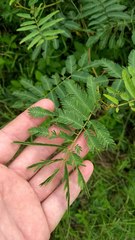Mimosa tweedieana