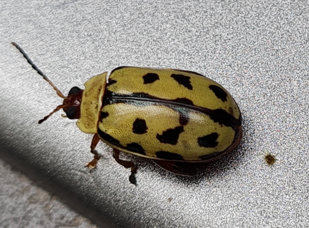 Alagoasa seriata