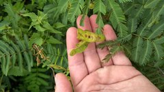 Mimosa tweedieana