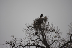 Haliaeetus leucocephalus