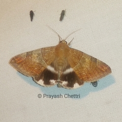 Achaea janata