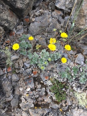 Potentilla crebridens hemicryophila