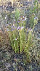 Chromolaena hirsuta