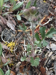 Packera ogotorukensis