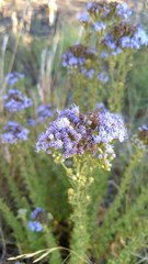 Chromolaena hirsuta